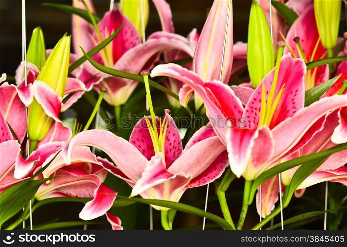Many Pink lilly
