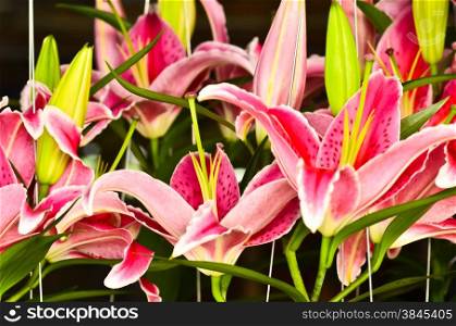 Many Pink lilly