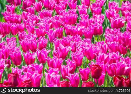 Many pink tulips flowers on the field. Floral texture