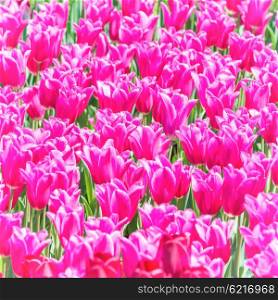 Many pink tulips flowers on the field. Floral texture
