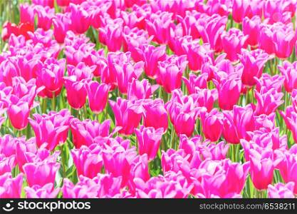 Many pink tulips flowers on the field. Floral texture. Many pink tulips