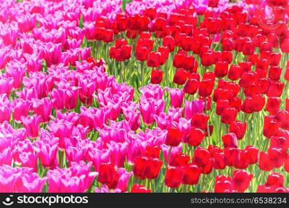 Many pink tulips flowers on the field. Floral texture. Many pink tulips