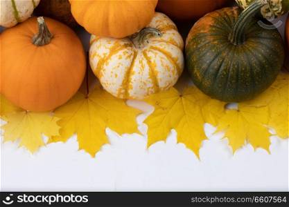Many pumpkins and maple leaves isolated on white background , Halloween concept. Pumpkins and leaves on white