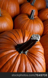 Many pumpkins background, autumn market, fall holidays Thanksgiving Halloween. Many pumpkins background