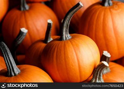 Many pumpkins background, autumn market, fall holidays Thanksgiving Halloween. Many pumpkins background