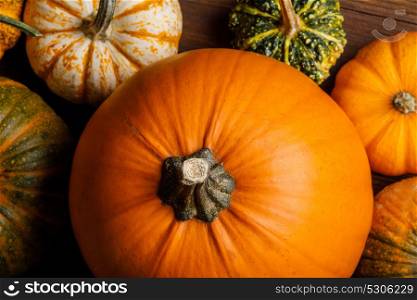 Many Pumpkins background. Many various pumpkins background, Halloween or Thanksgiving day concept