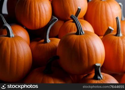 Many pumpkins collection on the autumn market. Many pumpkins collection