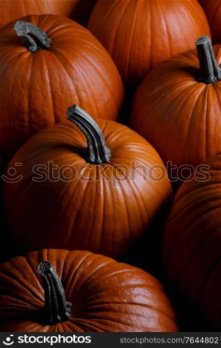 Many pumpkins collection on the autumn market. Many pumpkins collection