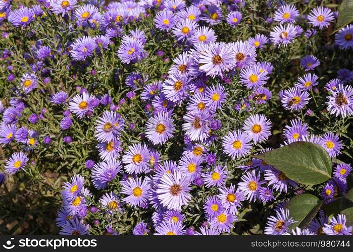 Many purple flowers with a yellow middle, two green leaves and bees.