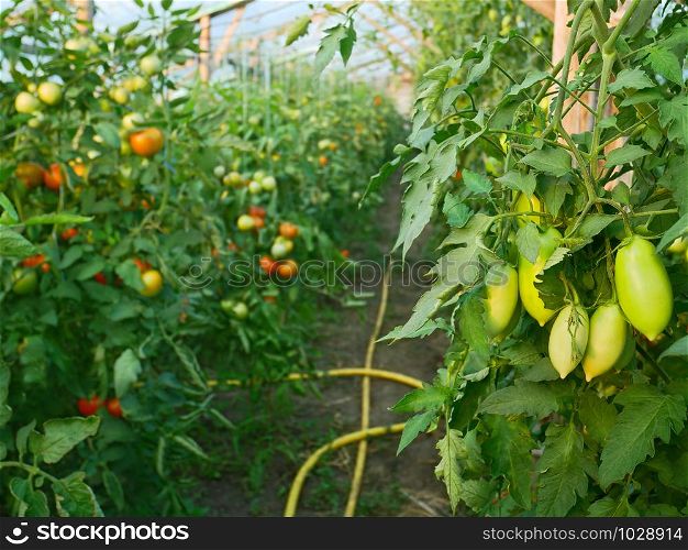 Many rapening tomatoes in film wooden greenhouse in summertime