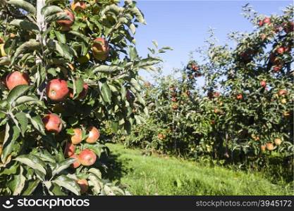 many red apples in orchard full of apple trees in sunlight with blue sky ready for harvest