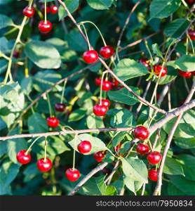 many red cherry on tree twigs in summer day
