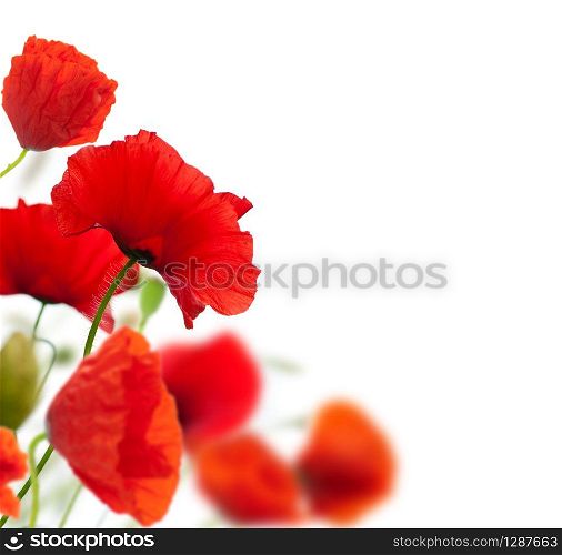 many red poppies isolated over a white background angle of a page. focus on one poppy, the other are blurred. red poppies on white