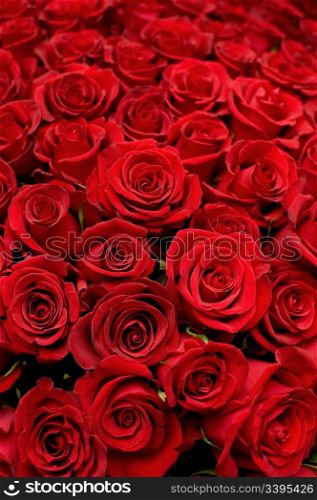 many red roses shot in shallow DOF