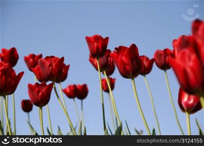 many red tulips in a field - blue sky. red tulips field on a blue sky