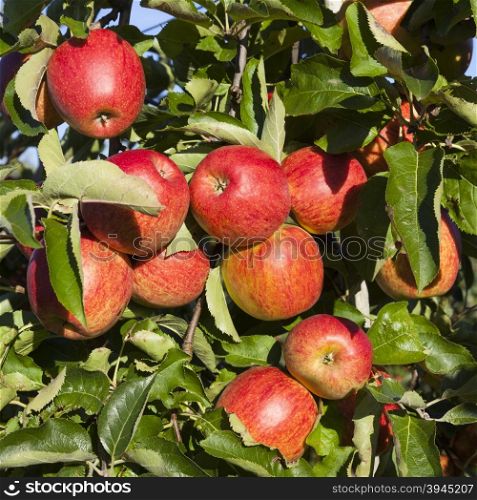 many ripe red apples on branch of apple tree in sunlight