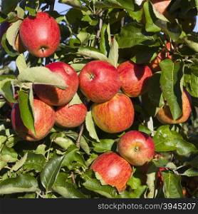 many ripe red apples on branch of apple tree in sunlight