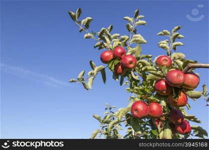 many ripe red apples on branch of apple tree in sunlight and blue sky