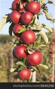 many ripe red apples on branch of apple tree in sunlight and blue sky