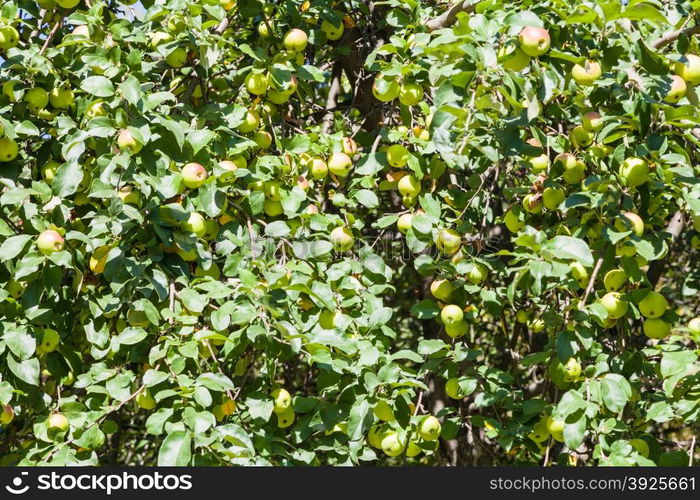 many ripe yellow apples on tree in orchard in summer