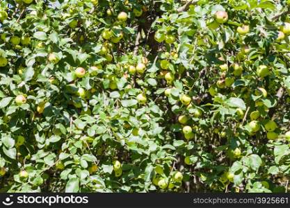many ripe yellow apples on tree in orchard in summer
