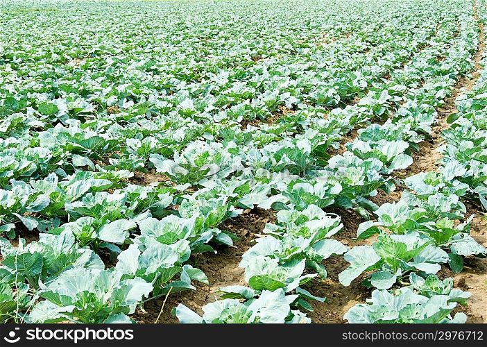 Many rows of green cabbage