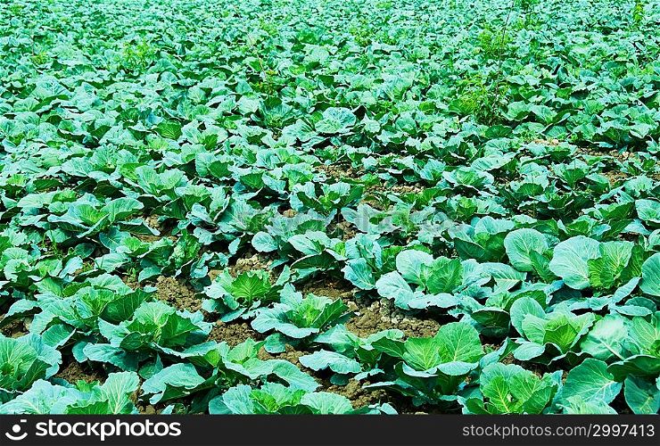 Many rows of green cabbage
