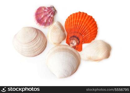 many sea cockleshells lies on white background