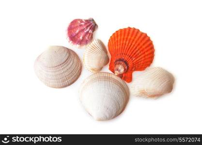 many sea cockleshells lies on white background
