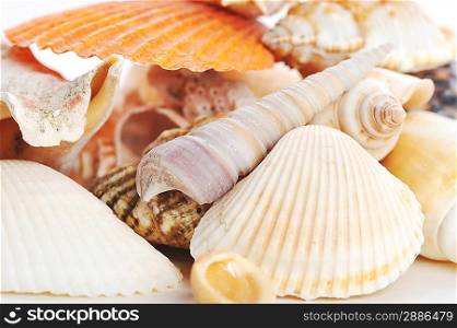 many sea shells close up
