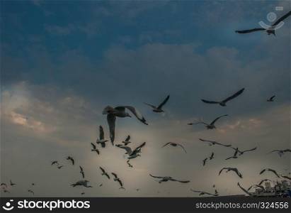 Many seagulls are flying back to the nest during the sunset.