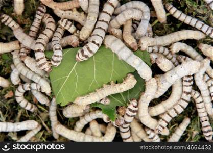 Many silkworms eating mulberry leaves before getting cocoons