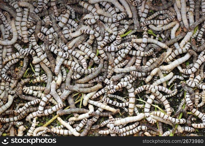 many silkworms texture eating mulberry leaves pattern