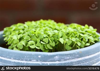 Many small basil seedlings in pot (Selective Focus, Focus on the first plants). Basil Seedlings in Pot