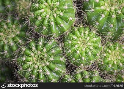 Many Small Cactus For decorative plant on table.