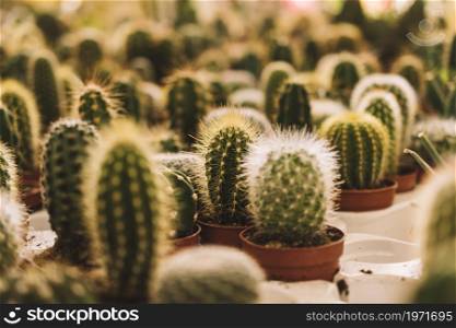 many small cactus. High resolution photo. many small cactus. High quality photo