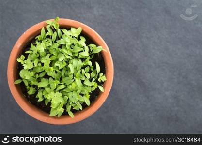 Many small parsley seedlings in pot, photographed overhead on slate (Selective Focus, Focus on the tallest leaves). Parsley Seedlings in Pot