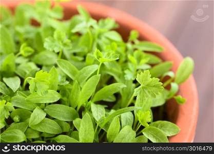 Many small parsley seedlings in pot (Very Shallow Depth of Field, Focus one third into the image). Parsley Seedlings in Pot