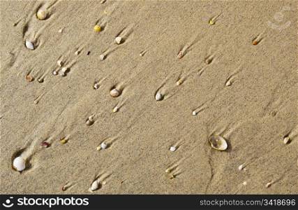 Many small sea shells in the sand