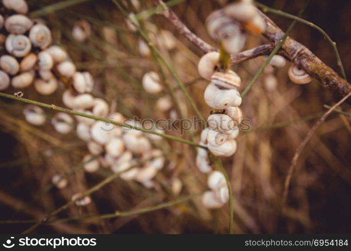 Many snails attached to a branch at sunset in Israel.