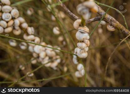 Many snails attached to a branch at sunset in Israel.