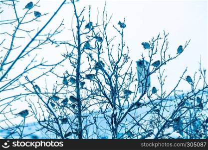 Many sparrow birds are on the branches of a tree in a cold winter day.. sparrow birds are on the branches of a tree