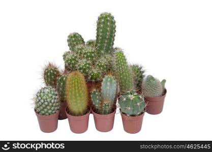 Many specimen of cactus, isolated on white background