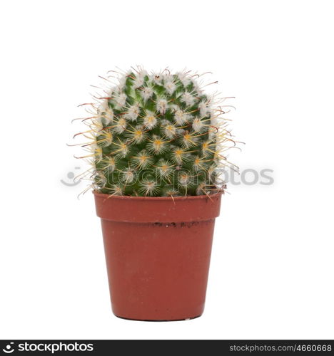 Many specimen of cactus, isolated on white background