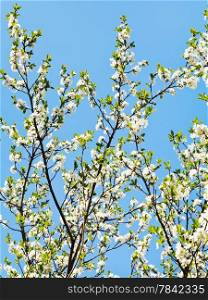 many sprigs of blossoming cherry on blue sky background