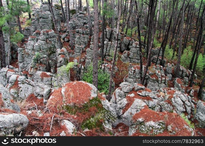 Many stones inside pine tree forest