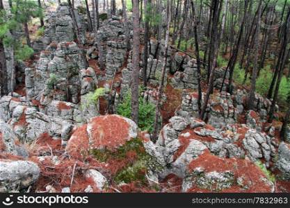 Many stones inside pine tree forest