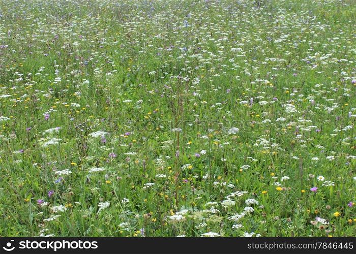 many summer flowers growing on the field