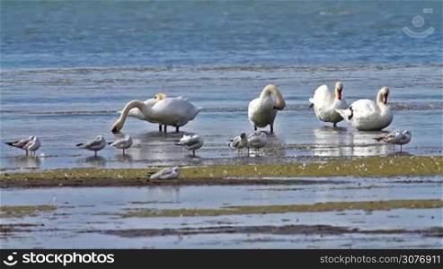 Many swans on the shoal lake
