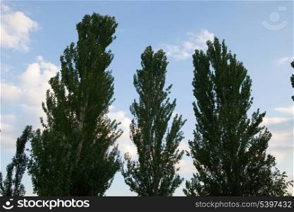 Many tree surrounded by blue sky and clouds